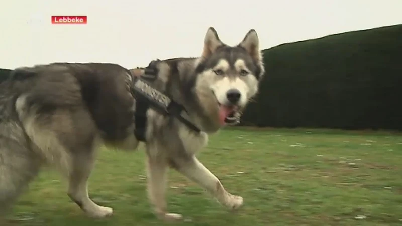 Losloopweides voor honden schieten als paddenstoelen uit de grond