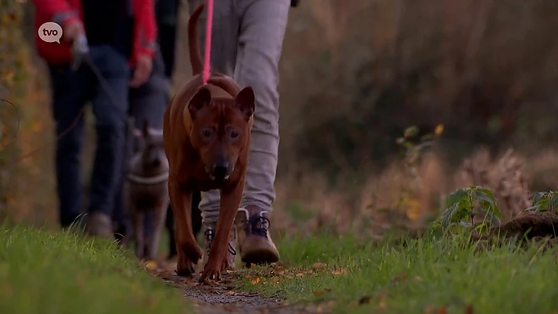 In De Buurt - Thaï Ridgeback