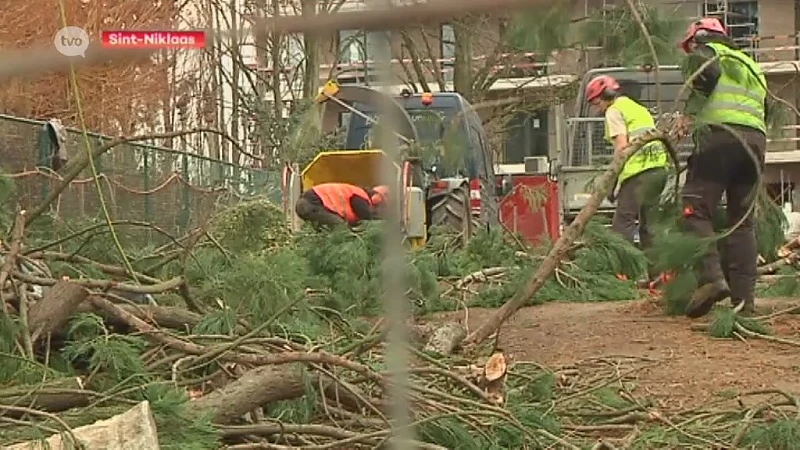 Hoofdafbeelding voor artikel Sequoia langs gewestweg in…