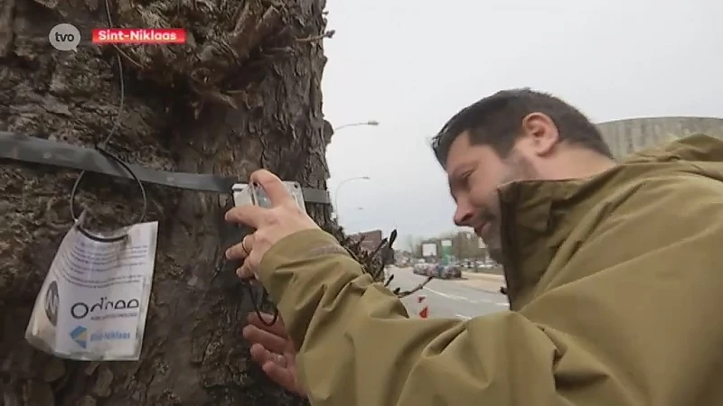 Odiseehogeschool Sint-Niklaas plaatst sensoren op bomen om ze beter te beheren