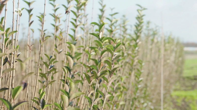 Hoofdafbeelding voor artikel Plattelandspret: Afl. 3 2019