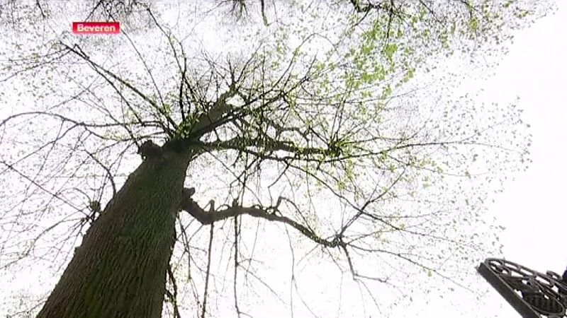 Hoofdafbeelding voor artikel Lindes aan kasteel Beveren…