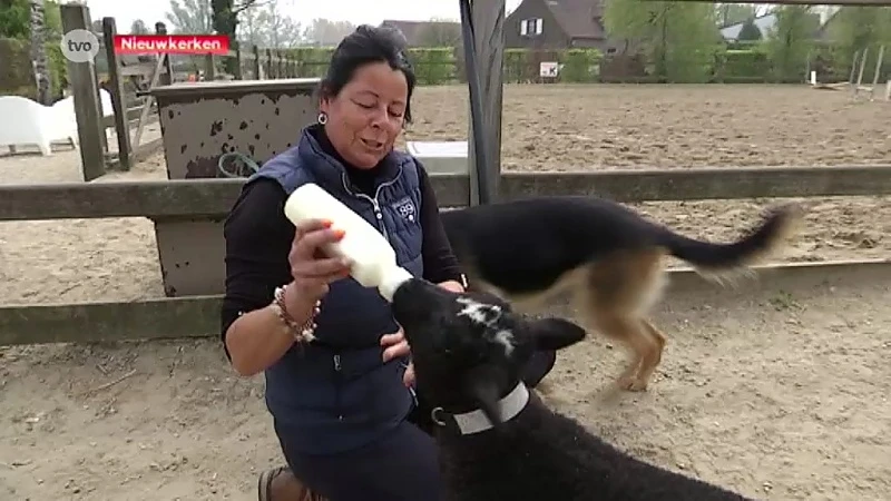 Verloren schaapje vindt in manegehoudster een nieuwe moeder