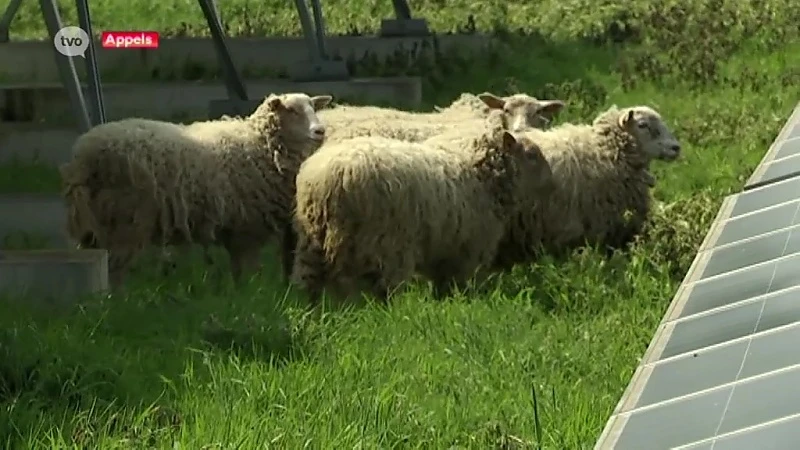 50 schapen onderhouden 13 ha groot zonnepanelenpark in Dendermonde