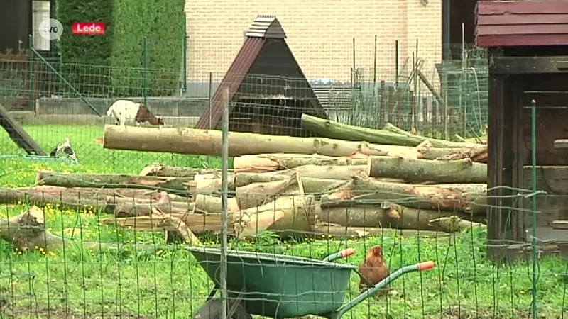 Lede: Vanavond extra gemeenteraad rond verdwenen geld feestcomité en illegale bomenkap