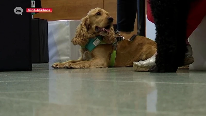 Hogeschool Odisee zet knuffelhonden in op Campus Sint-Niklaas