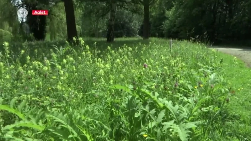 Stad Aalst zegt gazons voorgoed vaarwel: "Laat het gras maar groeien!"