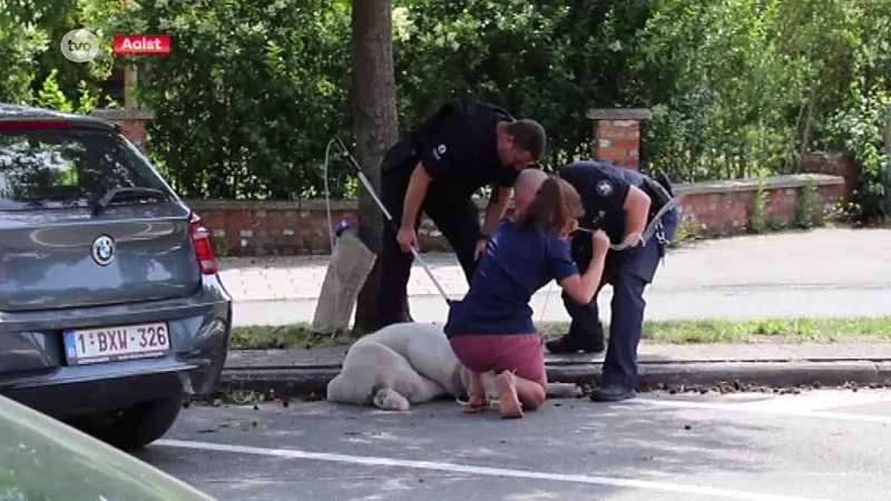 Agressieve hond valt voorbijgangers aan in Aalst