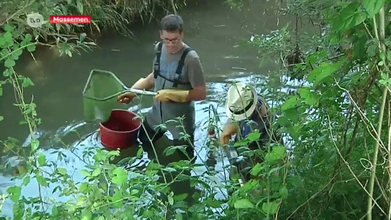 Agentschap Natuur en Bos controleert visbestand in Massemse beek... door elektrisch te vissen