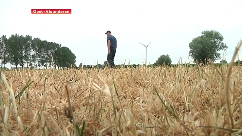 Hoofdafbeelding voor artikel Eerste schadedossiers droogte…