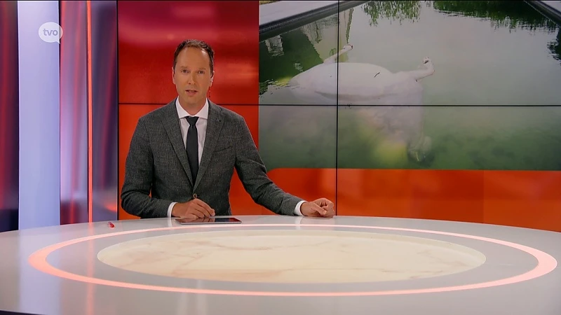 Gezin treft pony dood aan in zwembad: "Opzettelijk in het water gejaagd"