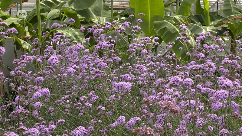 Hoofdafbeelding voor artikel Plattelandspret: Afl. 15 2019