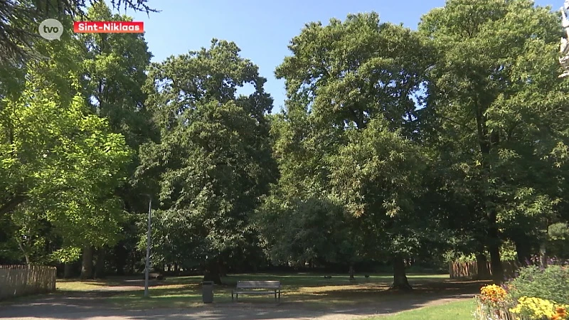 Sp.a Sint-Niklaas wil 80.000 nieuwe bomen, 1 boom per inwoner