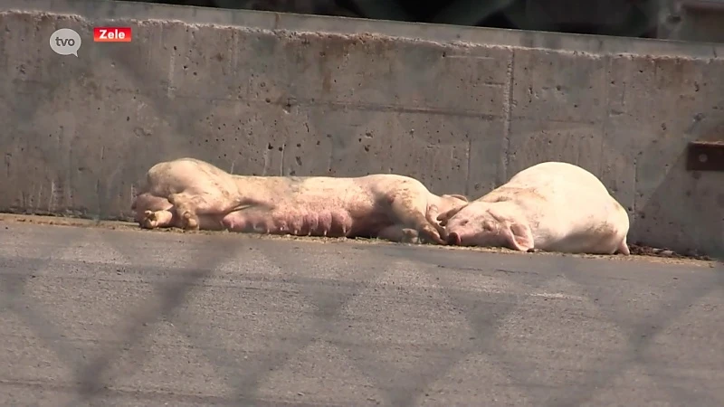 Schepen Dierenwelzijn Zele wil dat Ben Weyts dierentransporten herbekijkt