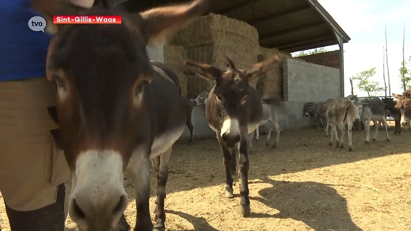 Ezelopvang trekt aan alarmbel: "Stop met ezels te kweken!"