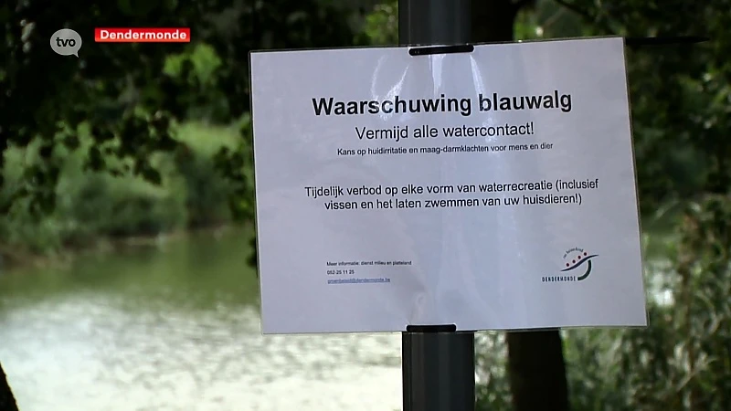 Dendermondse binnenwateren geteisterd door blauwalg