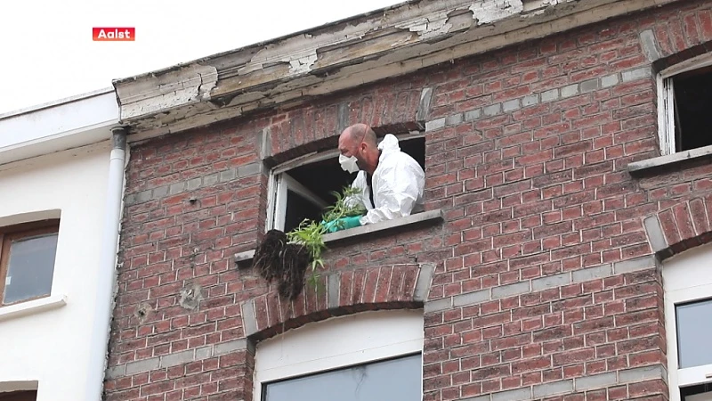 Twee weedplantages ontmanteld in Aalst