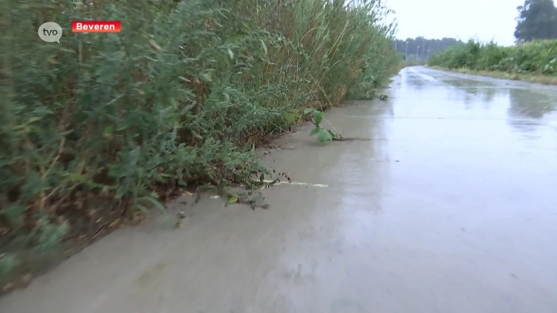 Fietssnelweg Beveren door een oase van onkruid, gemeente grijpt in