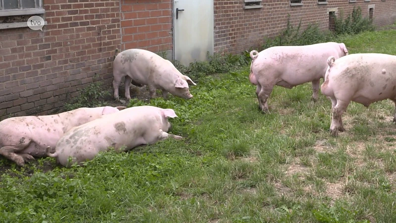 Hoofdafbeelding voor artikel Plattelandspret: Afl. 16 2019