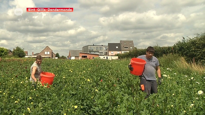 Corsogroepen Sint-Gillis-Dendermonde verzuipen in de bloemen