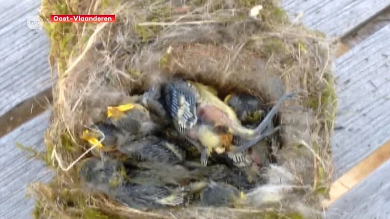 36 verschillende pesticiden in dode mezen