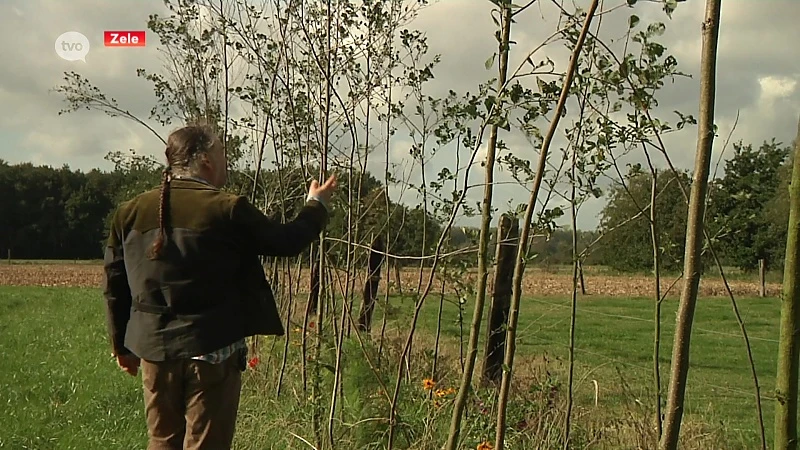 Zelenaar plant 4.000 bomen op eigen stuk grond