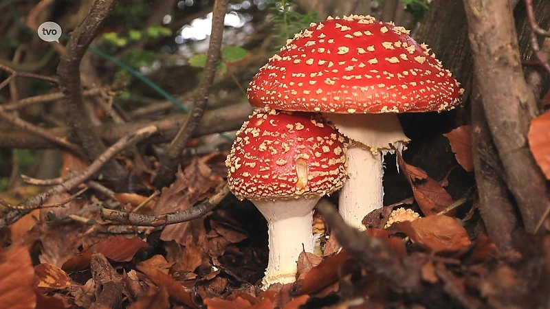 Zag u ooit al zoveel vliegenzwammen bij elkaar? Rep u dan naar de Heide in Waasmunster!