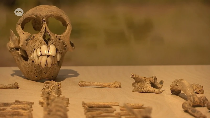 Voor het eerst skelet van een aapje aangetroffen bij archeologische opgravingen in Vlaanderen