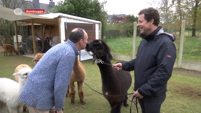 Huur eens een alpaca in voor uw vrijgezellen- of huwelijksfeest