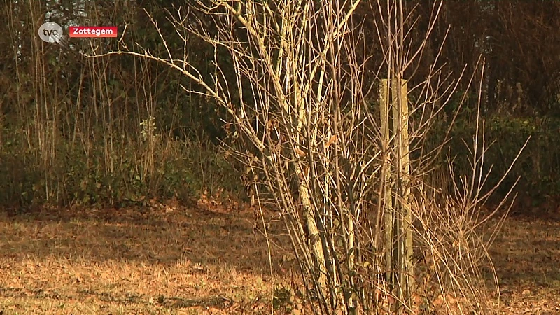 Ravottersbos in Zottegem definitief gered van kapping