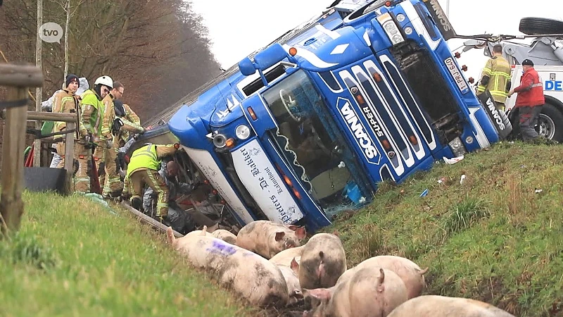 E34 acht uur lang afgesloten door gekanteld varkenstransport