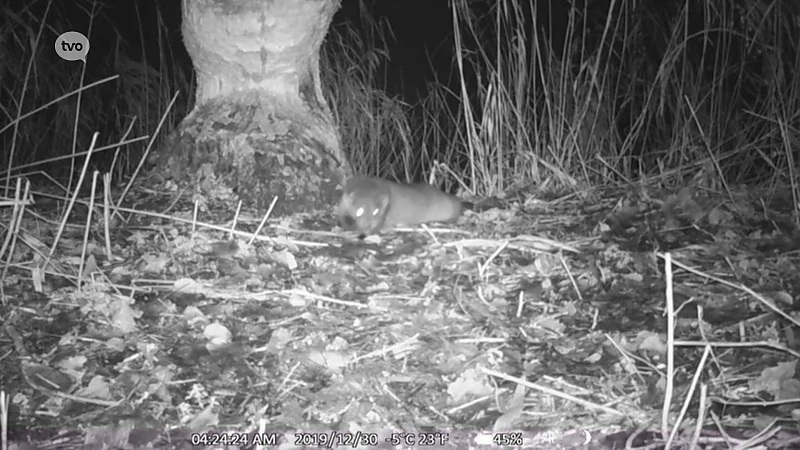 Otter duikt opnieuw op in Durme- en Moervaartvallei