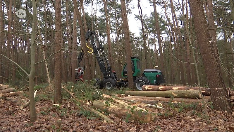 Haasdonkse bossen worden stevig uitgedund