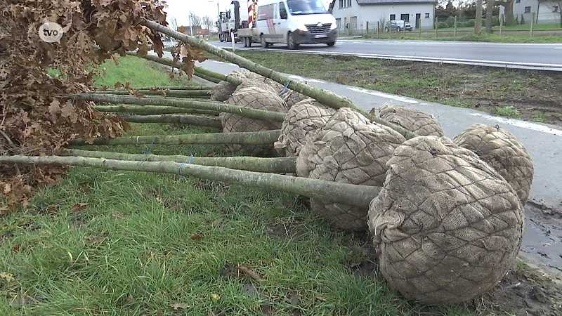 185 nieuwe bomen bij heraanleg Heirweg (N445) in Laarne