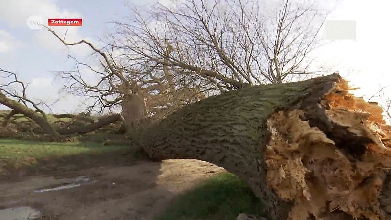 Hoofdafbeelding voor artikel 150 jaar oude populier bezwijkt…