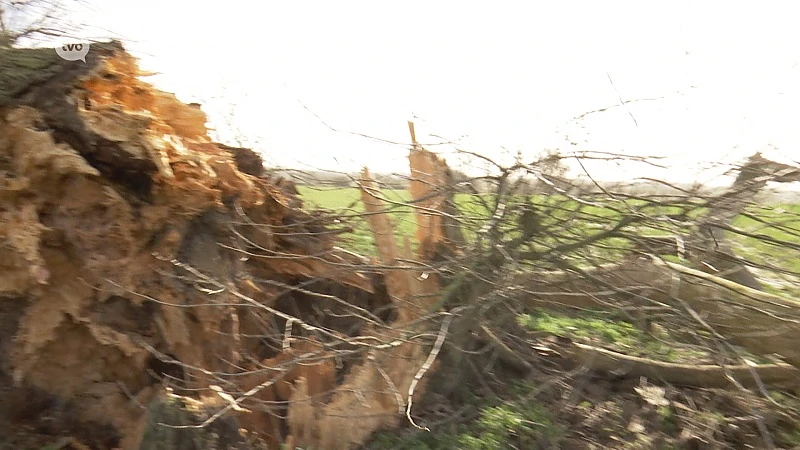 Hoofdafbeelding voor artikel Populaire omgewaaide oude…