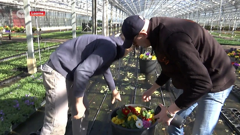 Coronavirus - Duizenden tonnen bloemen belanden in de vuilnisbak