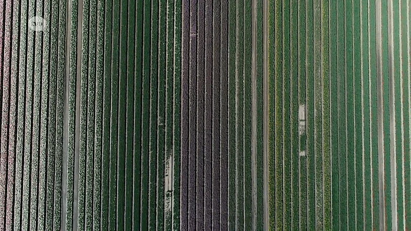 Luchtbeelden van de Meerdonkse tulpenvelden