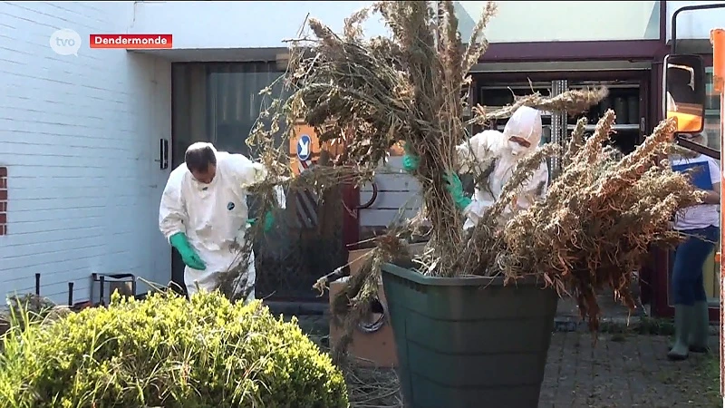 Drugsplantage ondekt op industrieterrein Hoogveld in Dendermonde