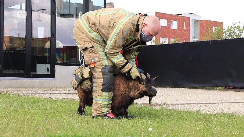 Brandweer Sint-Niklaas vangt ontsnapte bok in de stad