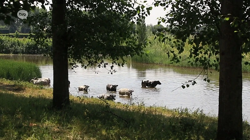 Ook koeien zoeken verkoeling, kwik gaat richting 28 graden