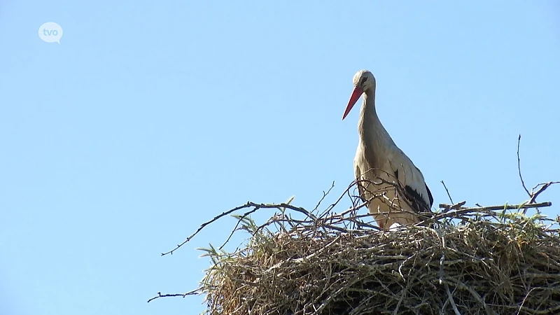 Jonge ooievaars geringd in natuurreservaat De Buylaers