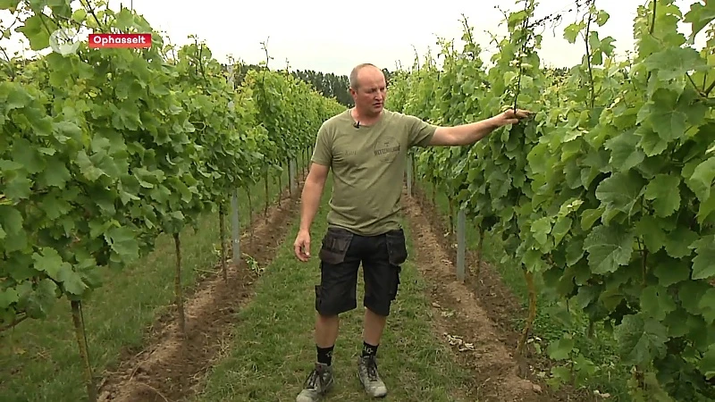 Gezin uit Velzeke bouwt eigen wijndomein uit in Vlaamse Ardennen