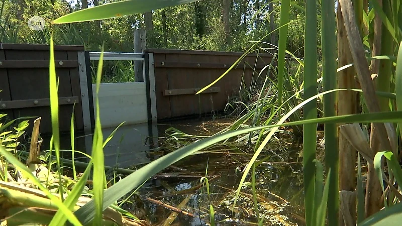 Waterstuw in Dendermonde moet natuurlijke waterstand van graslanden herstellen