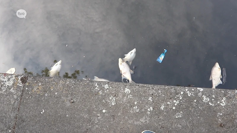 Massale vissterfte aan Dender in Aalst