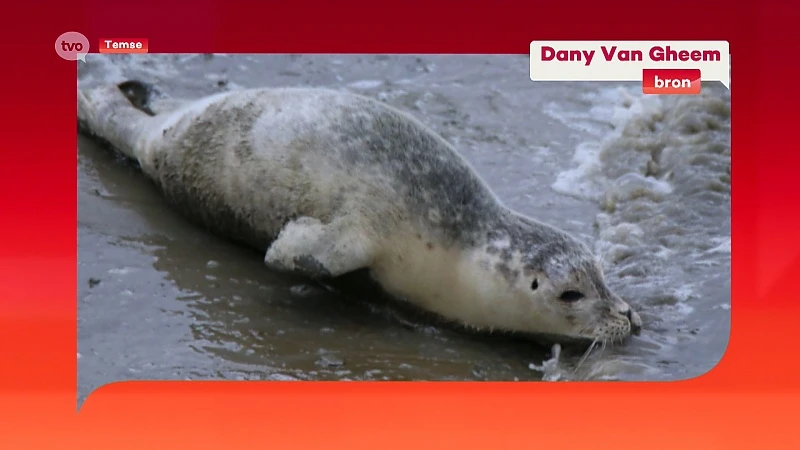 Met veel geduld en geluk zeehonden spotten in Temse