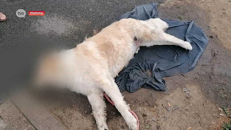 Opnieuw honden vergiftigd langs jaagpaden in Hamme