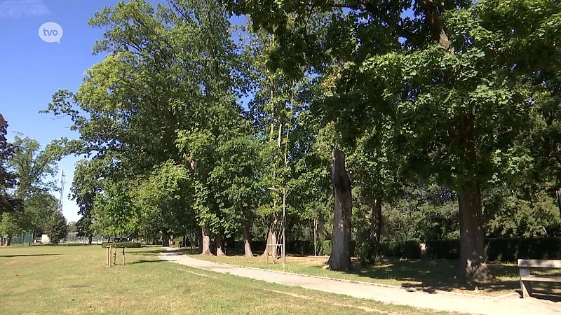 Stadspark Ninove neemt afscheid van 17 oude en zieke bomen