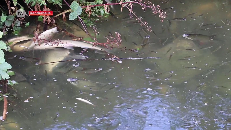 Opnieuw honderden vissen gestorven aan sluis in Denderbelle