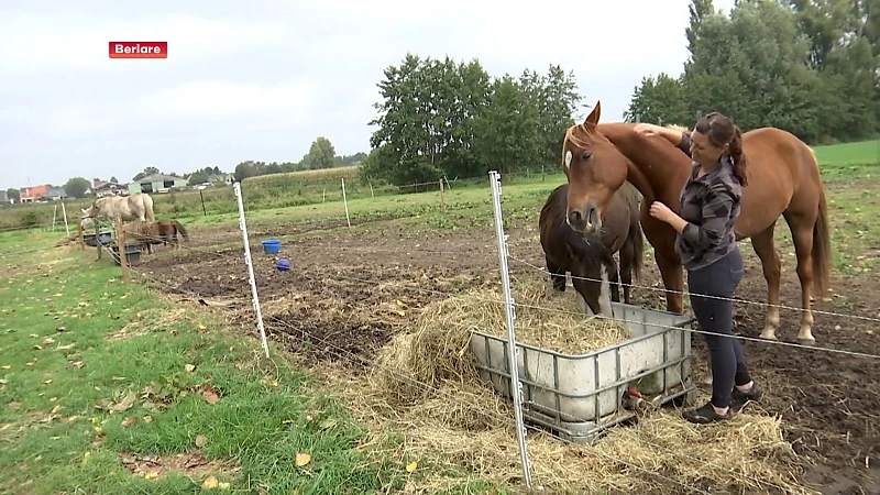 Illegale schuilhutten voor paarden in Berlare moeten weg